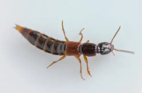 Othius punctulatus - photo 7
