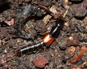 Othius punctulatus - photo 8