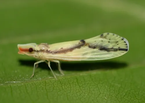 Otiocerus amyotii