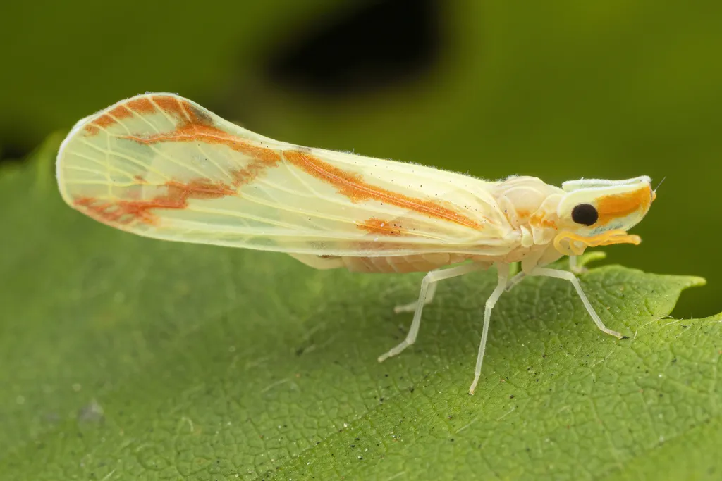 Otiocerus coquebertii - photo 2