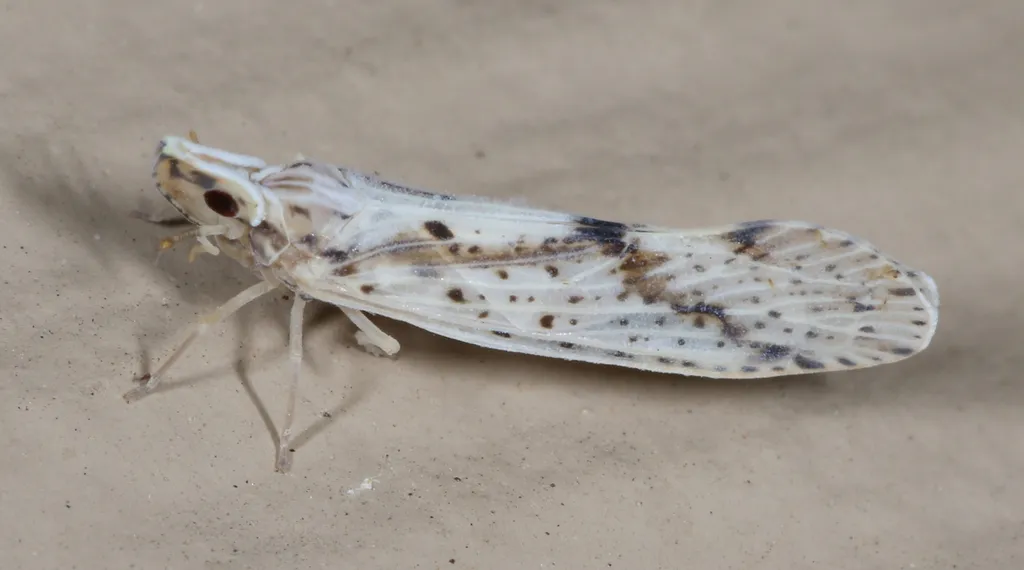 Otiocerus francilloni - photo 2