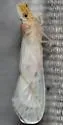 Otiocerus kirbyii