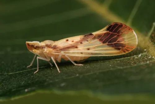Otiocerus reaumurii - photo 2