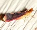 Otiocerus stollii