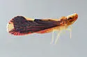 Otiocerus stollii - photo 2