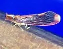Otiocerus stollii - photo 3