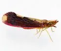 Otiocerus stollii - photo 4