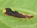 Otiocerus stollii - photo 5