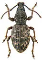 Otiorhynchus albidus