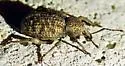 Otiorhynchus carinatopunctatus - photo 2