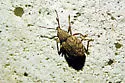 Otiorhynchus carinatopunctatus - photo 3