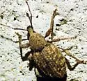 Otiorhynchus carinatopunctatus - photo 4