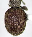Privet Weevil