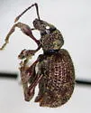 Privet Weevil - photo 2
