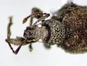 Privet Weevil - photo 3