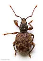 Privet Weevil - photo 4