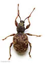 Privet Weevil - photo 5