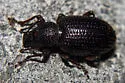 Cribrate Weevil