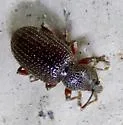Cribrate Weevil - photo 2
