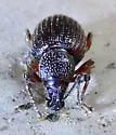 Cribrate Weevil - photo 3