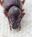 Cribrate Weevil - photo 4