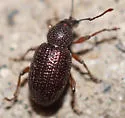 Cribrate Weevil - photo 5