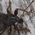 Otiorhynchus ligneus - photo 2