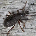 Otiorhynchus ligneus - photo 3