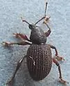 Otiorhynchus ligneus - photo 4