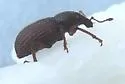 Otiorhynchus ligneus - photo 5