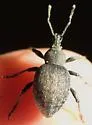 Alfalfa Snout Beetle