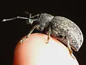 Alfalfa Snout Beetle - photo 2