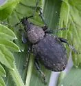 Alfalfa Snout Beetle - photo 3