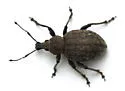 Alfalfa Snout Beetle - photo 4