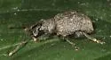 Alfalfa Snout Beetle - photo 5