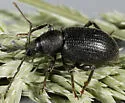 Lilac Root Weevil
