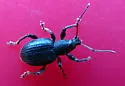 Lilac Root Weevil - photo 2