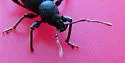 Lilac Root Weevil - photo 3