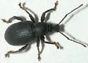 Lilac Root Weevil - photo 4