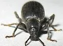 Lilac Root Weevil - photo 5