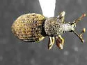 Otiorhynchus raucus - Otiorhynchus raucus