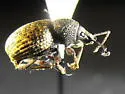 Otiorhynchus raucus - photo 2