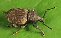 Otiorhynchus raucus - photo 4