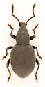 Otiorhynchus rugifrons - Otiorhynchus rugifrons
