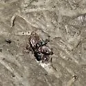 Otites bimaculata