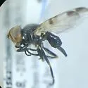Otites bimaculata - photo 2