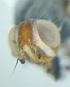 Otites bimaculata - photo 3