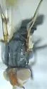 Otites bimaculata - photo 4