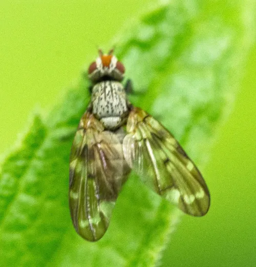 Otites guttatus