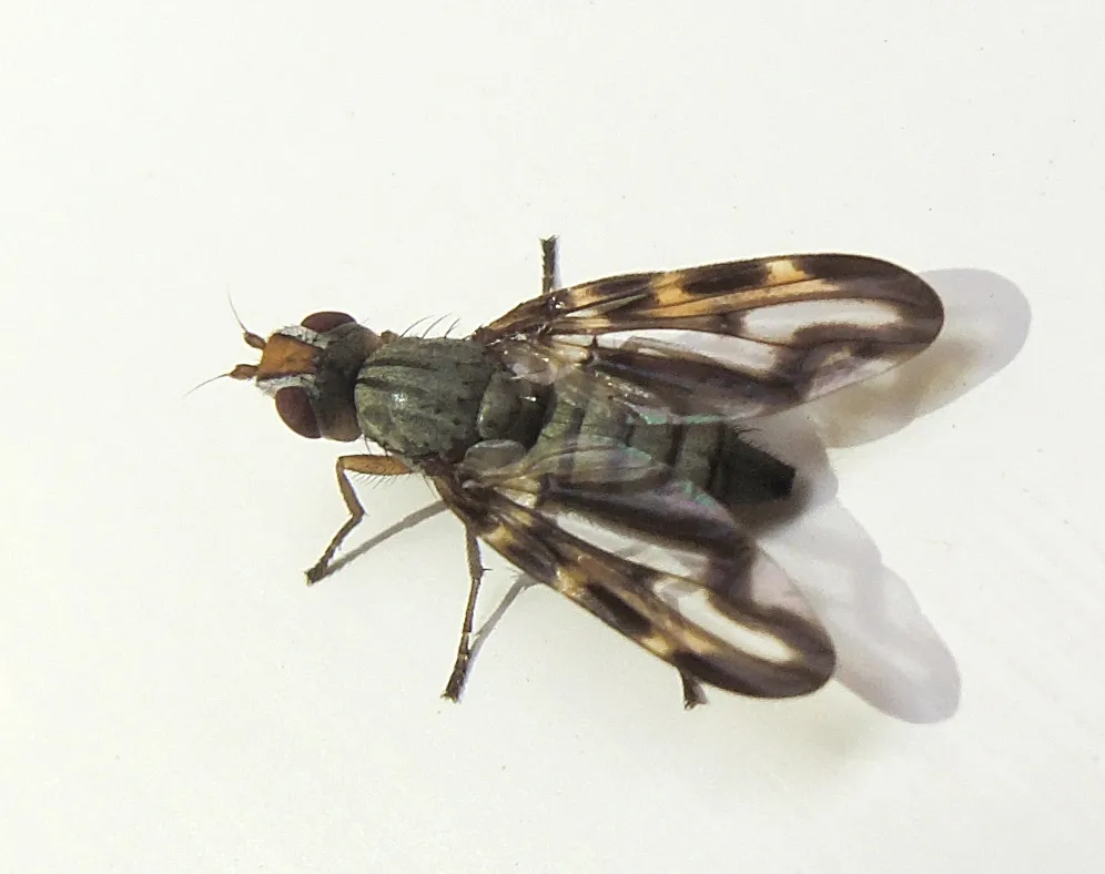 Otites lamed - photo 2